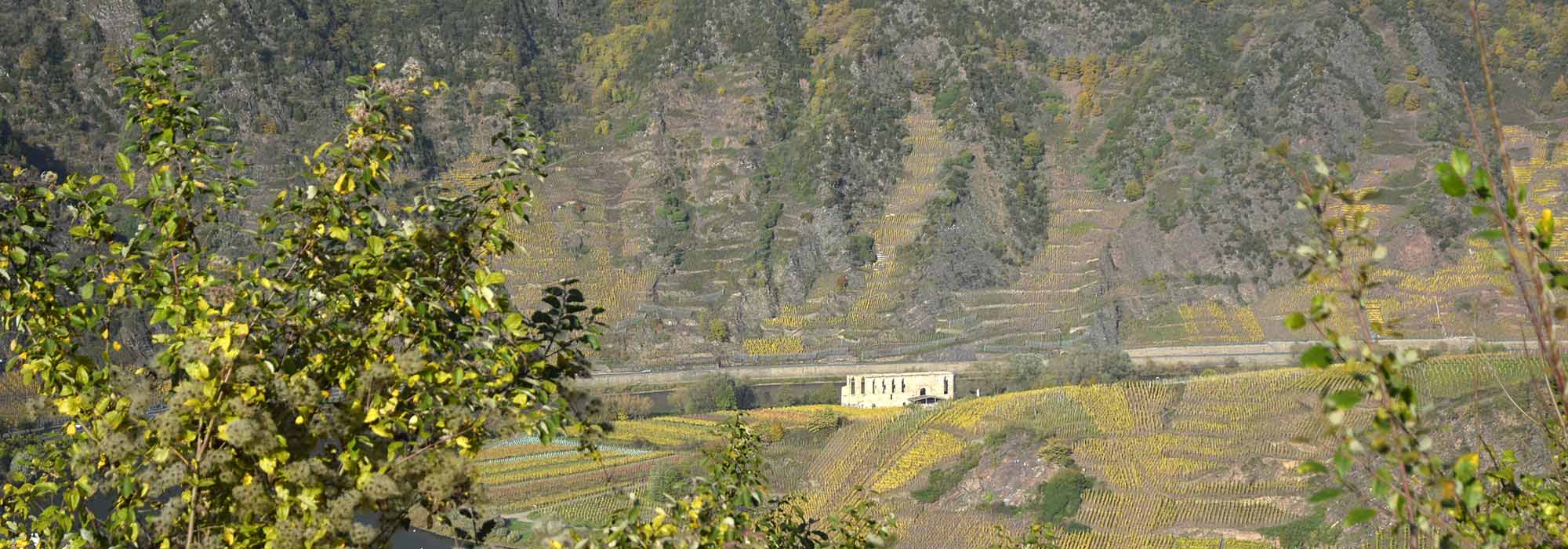 Calmont – Der steilste Weinberg Europas Ediger-Eller Bremm Mosel
