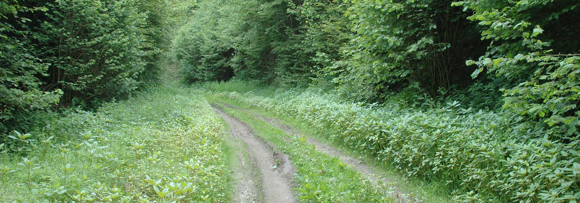 Naturschutzgebiet Ellerbachtal mit dem Ellerbach bei Ediger-Eller