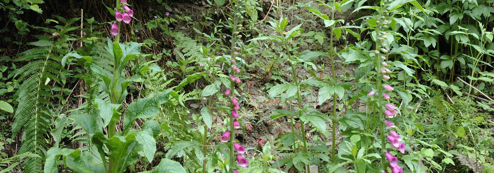 Naturschutzgebiet Ellerbachtal mit dem Ellerbach bei Ediger-Eller