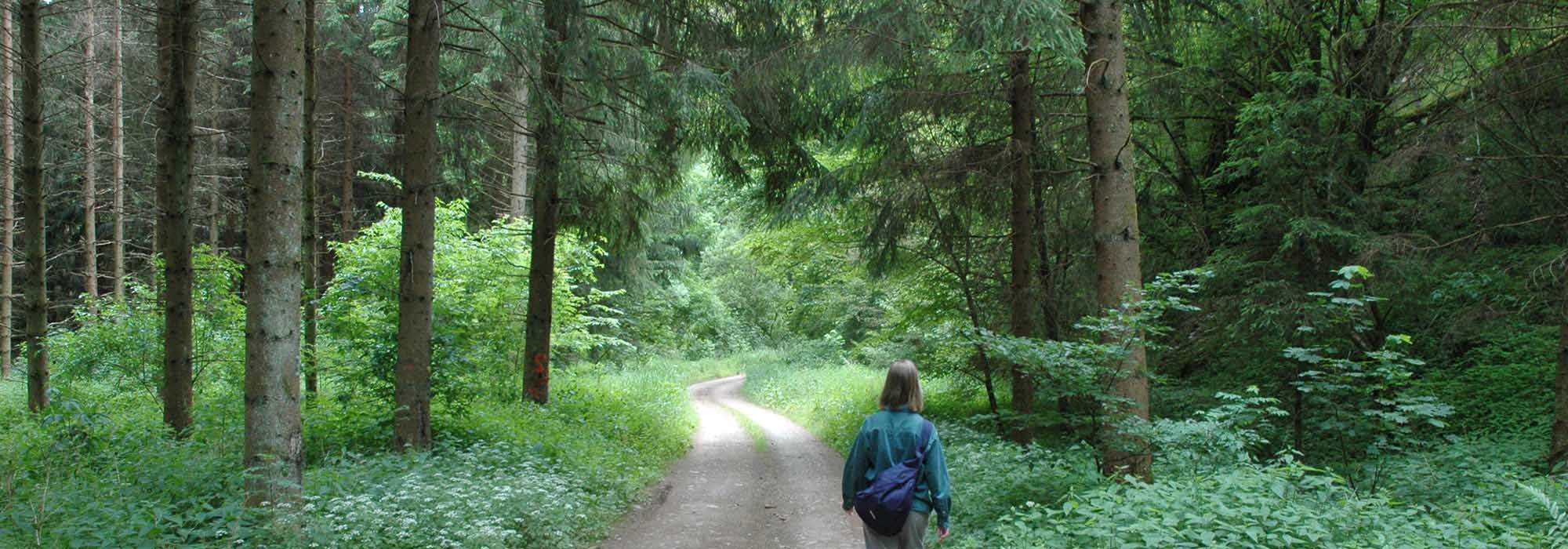 Naturschutzgebiet Ellerbachtal mit dem Ellerbach bei Ediger-Eller