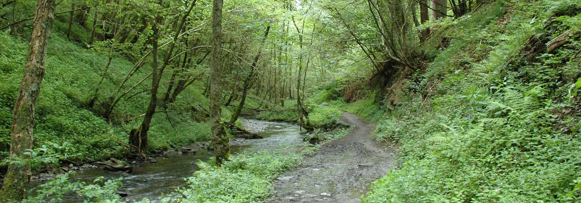 Endertbachtal Cochem Zufluss der Mosel Wanderweg