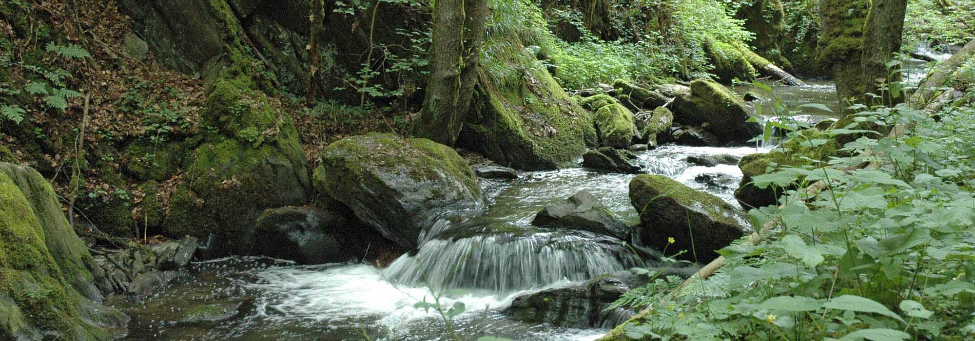 Endertbachtal Cochem Zufluss der Mosel