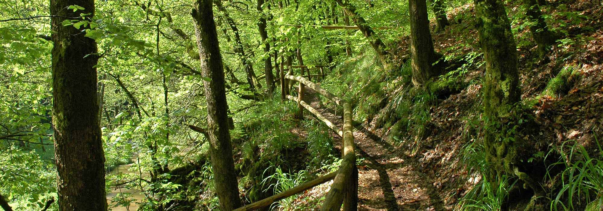 Im Liesertal liegt die Lieser, Zufluss der Mosel. Sie entspringt in der Hocheifel, die Quelle liegt bei Boxberg im Landkreis Vulkaneifel.
