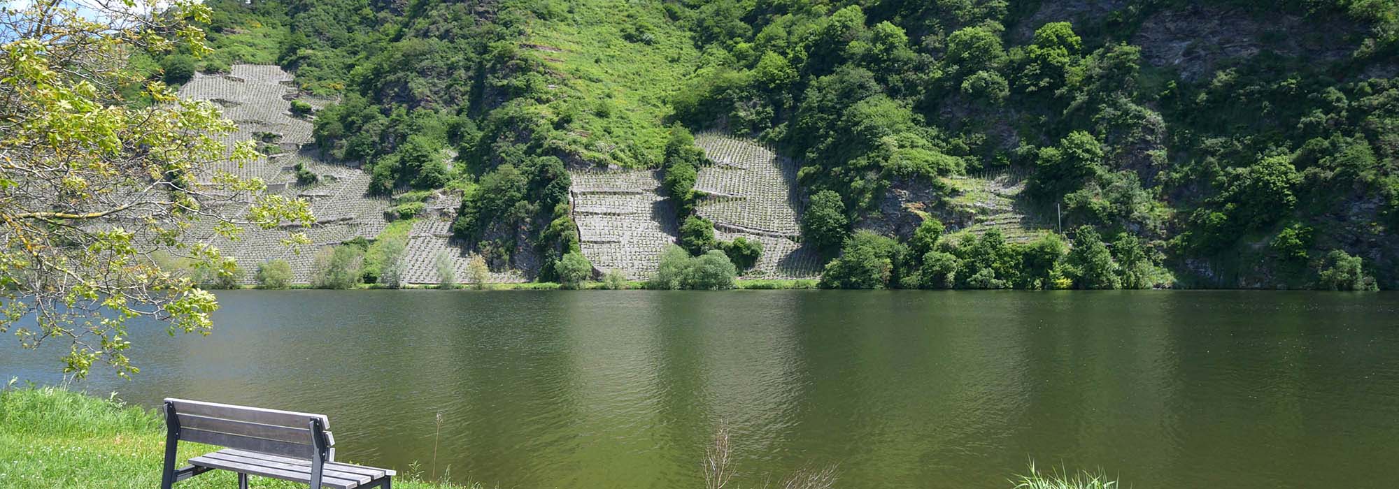 Die romantische Moselloreley Piesport Mosel