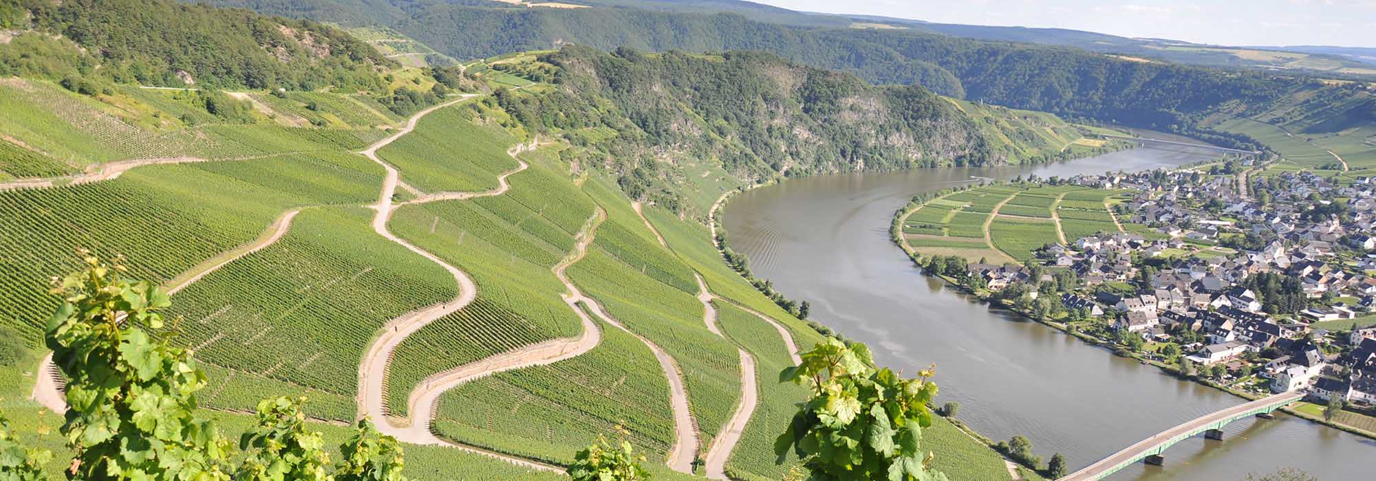 Die romantische Moselloreley Piesport Mosel
