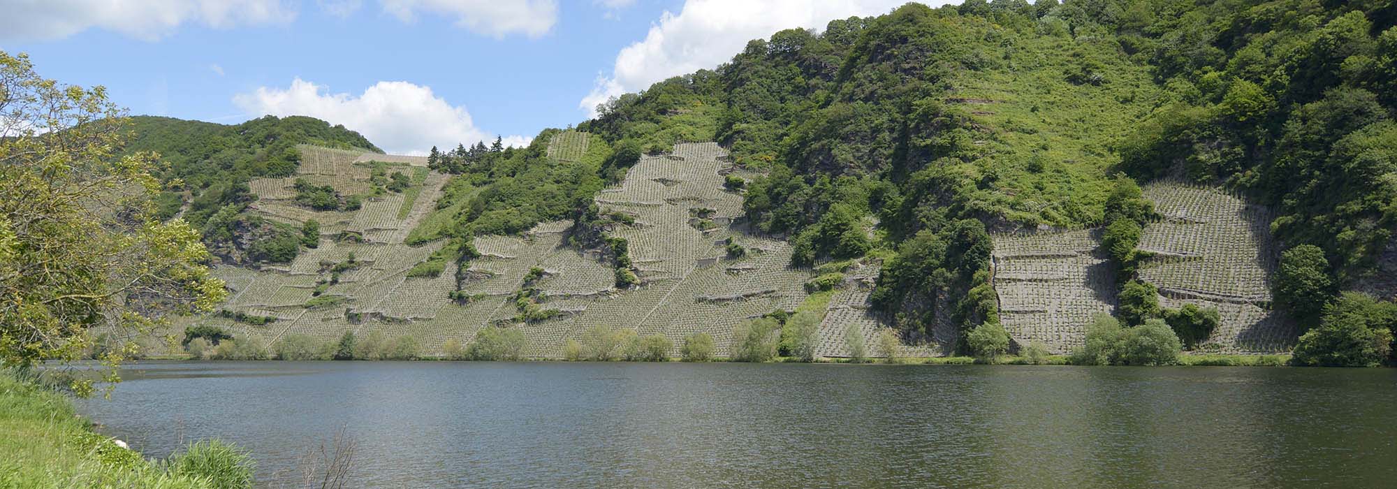 Die romantische Moselloreley Piesport Mosel