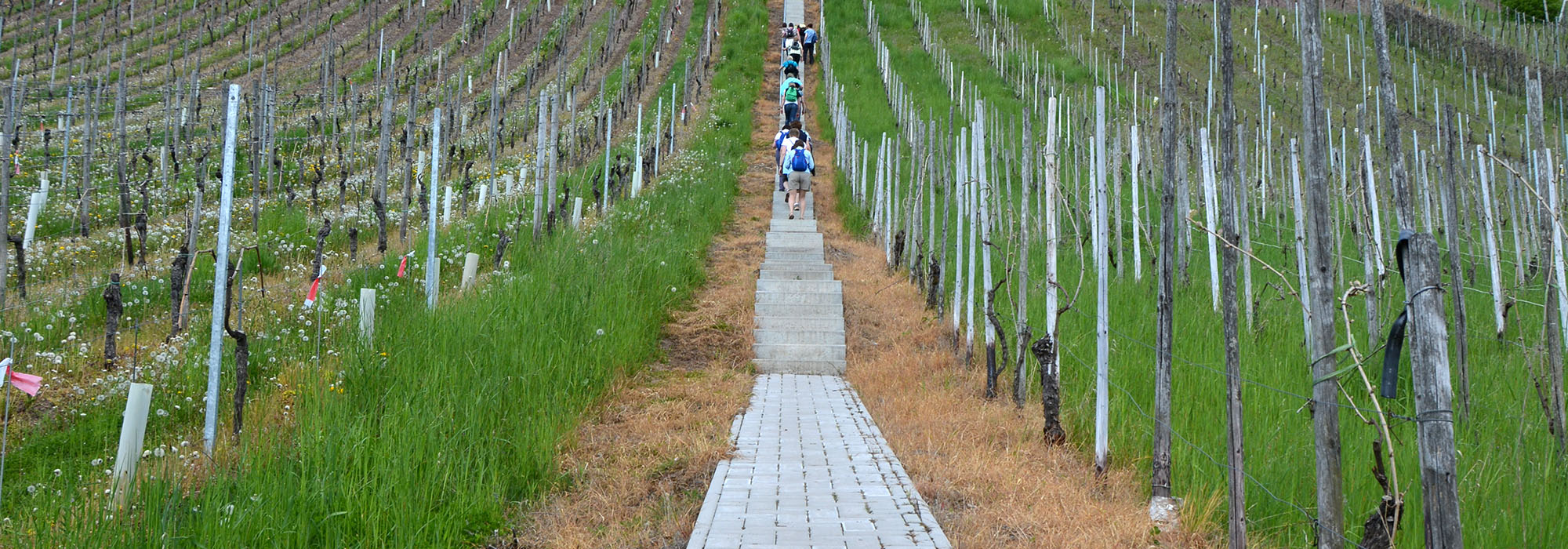 Treppe Ayl Mosel