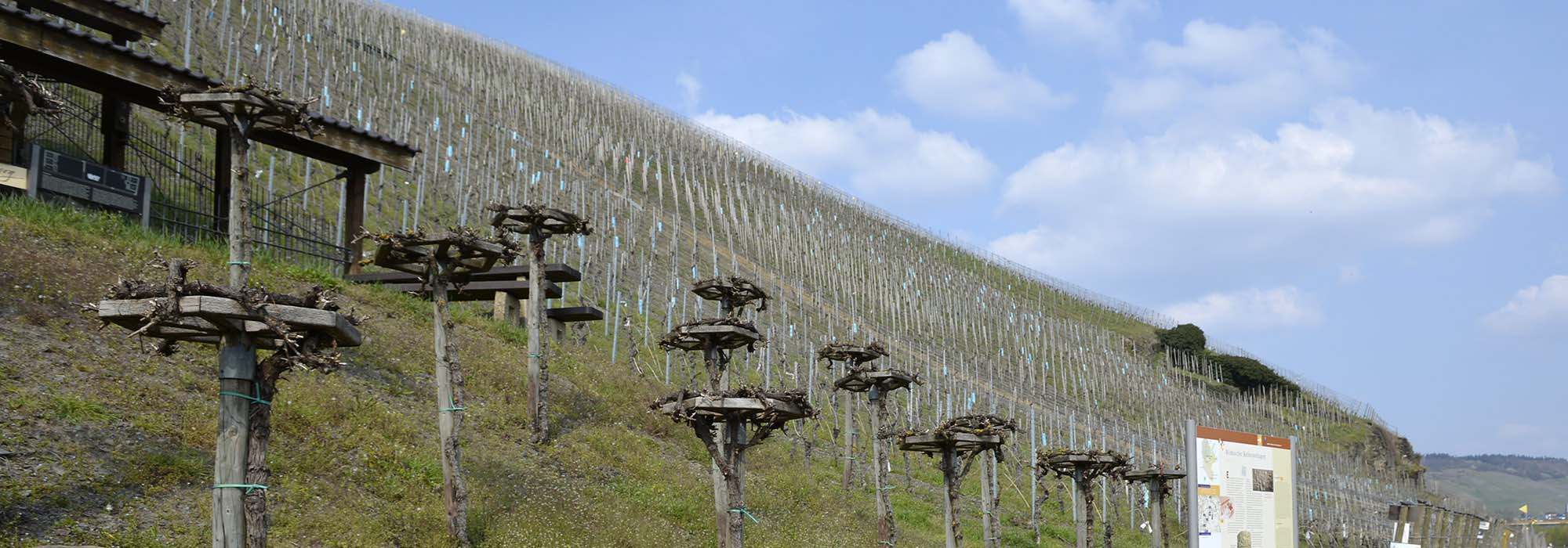 Brauneberg Mosel