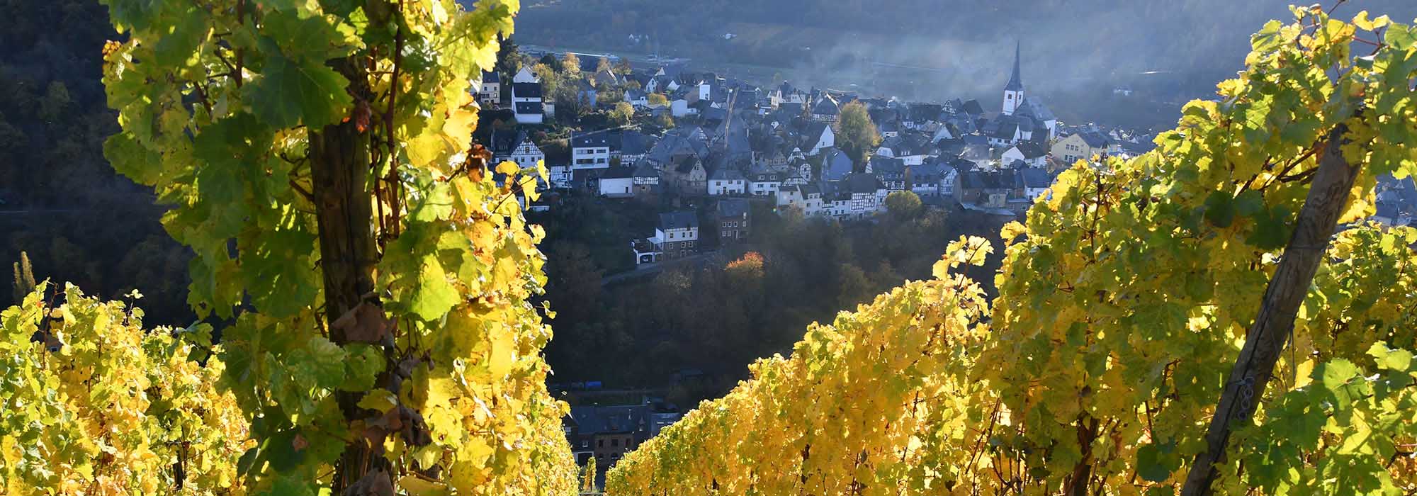 Enkirch Mosel Weinberg