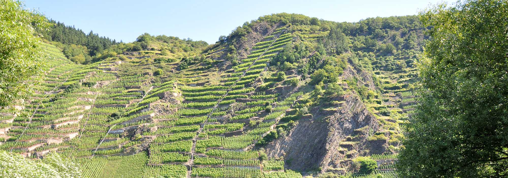 Winningen Mosel Weinterrassen