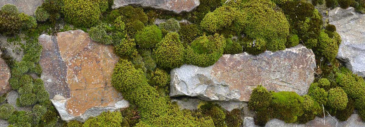 Mosel Moos Weinbergsmauer