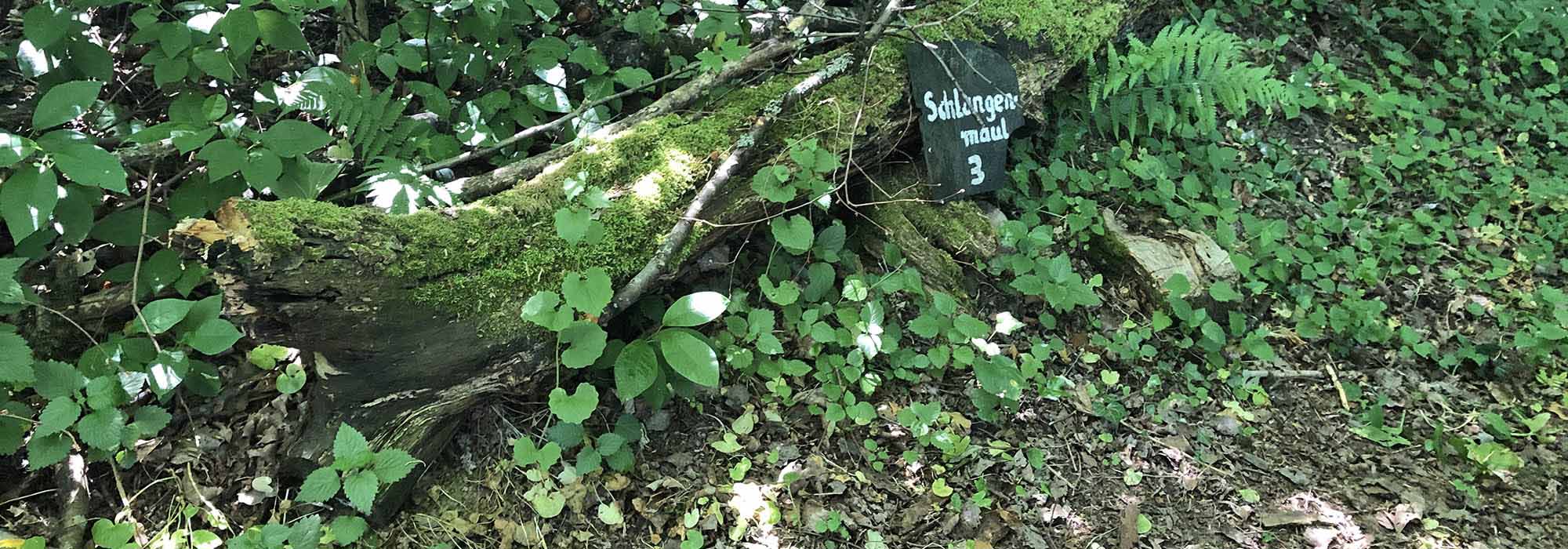 Wanderweg Traben-Trarbach Elfenpfad