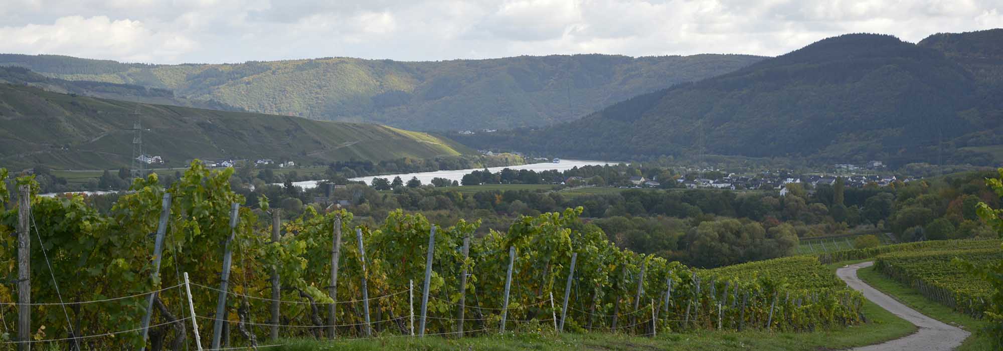 Longuich-Kirch Mosel Wanderweg Loguicher Sauerbrunnen