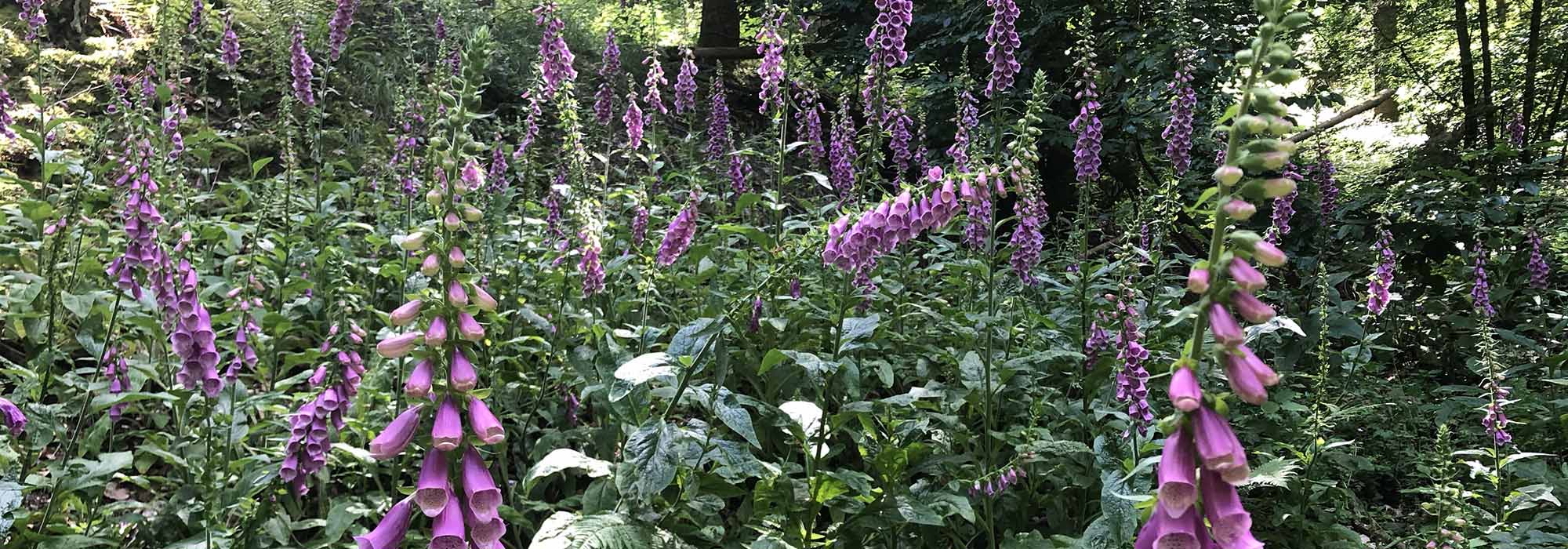 Detzem Mosel Mehringerschweiz Fuenfssenblick Wanderweg