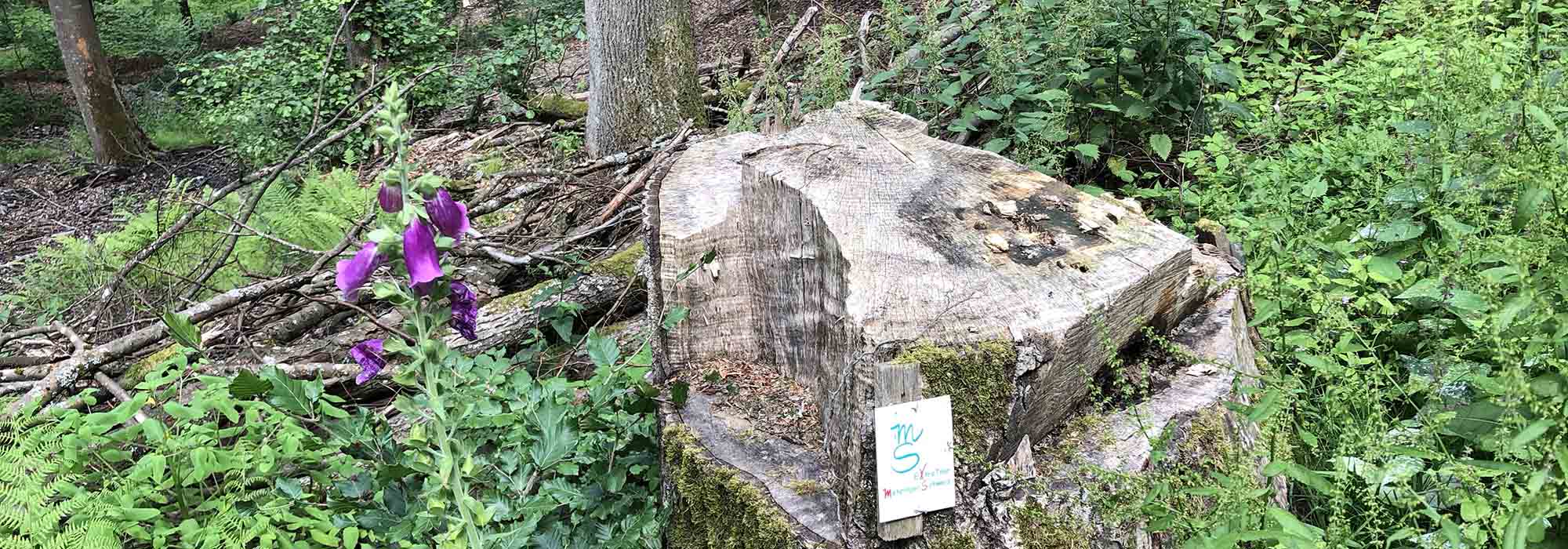 Detzem Mosel Mehringerschweiz Fuenfssenblick Wanderweg