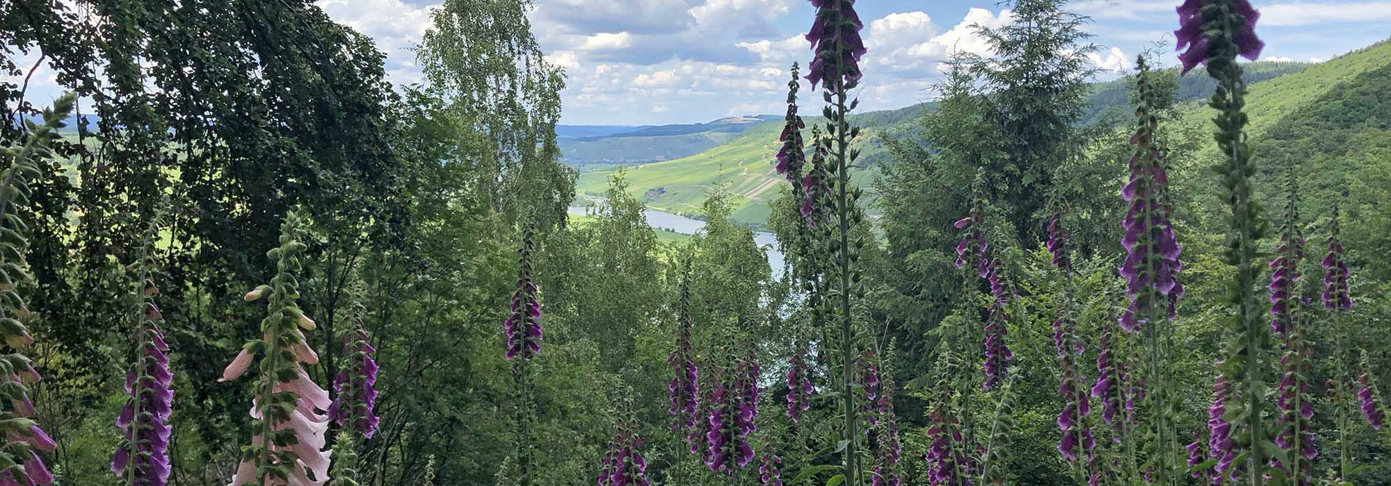 Detzem Mosel Mehringerschweiz Fuenfssenblick Wanderweg