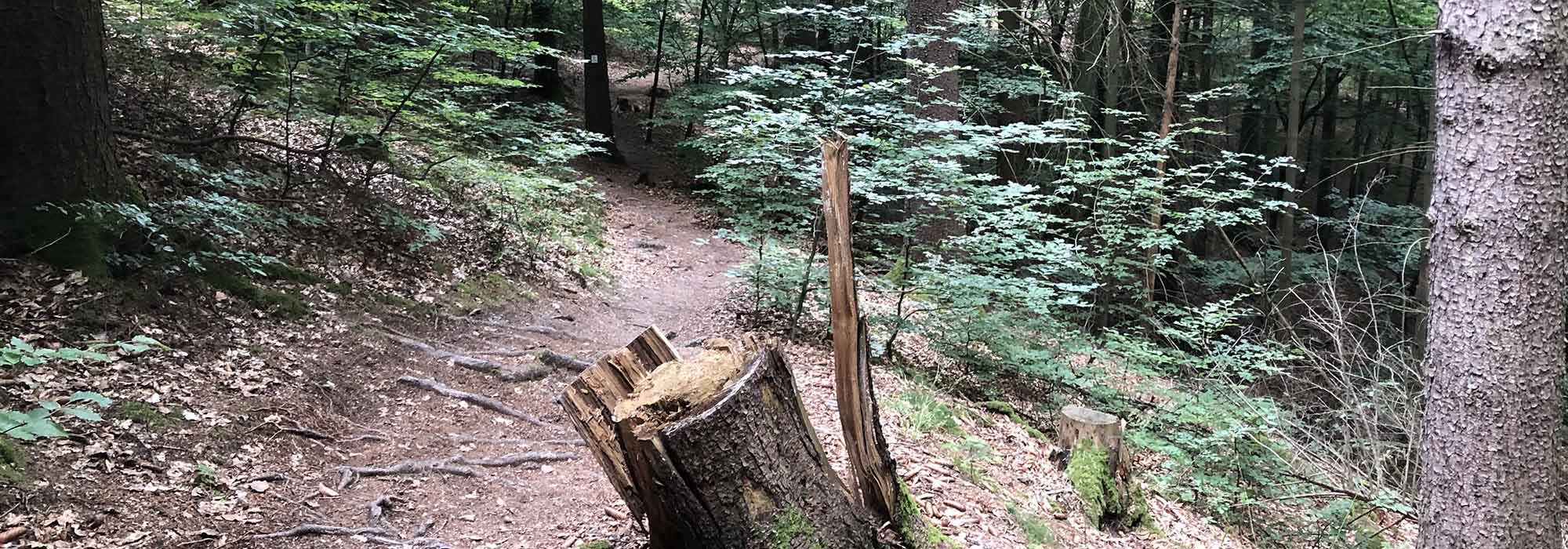 Detzem Mosel Mehringerschweiz Fuenfssenblick Wanderweg