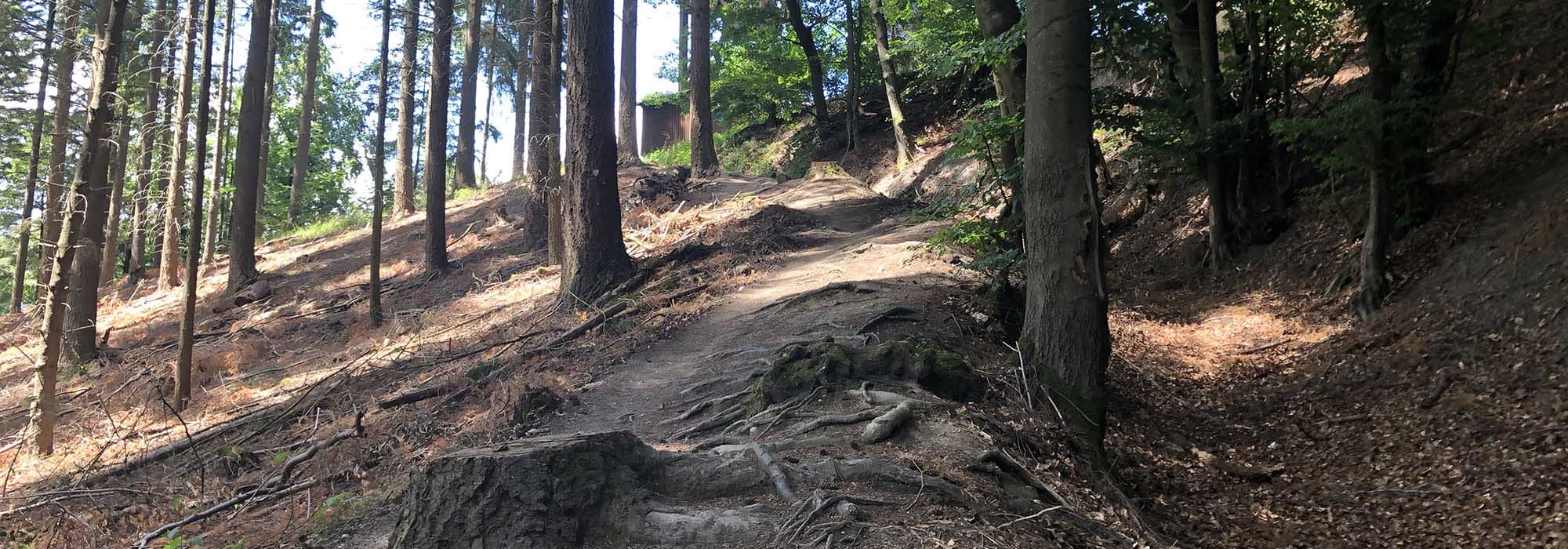 Detzem Mosel Mehringerschweiz Fuenfssenblick Wanderweg