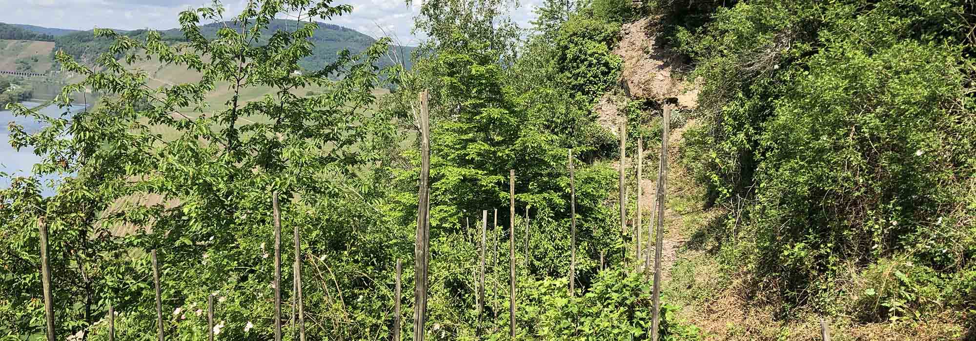 Briedel Mosel Uhusteig