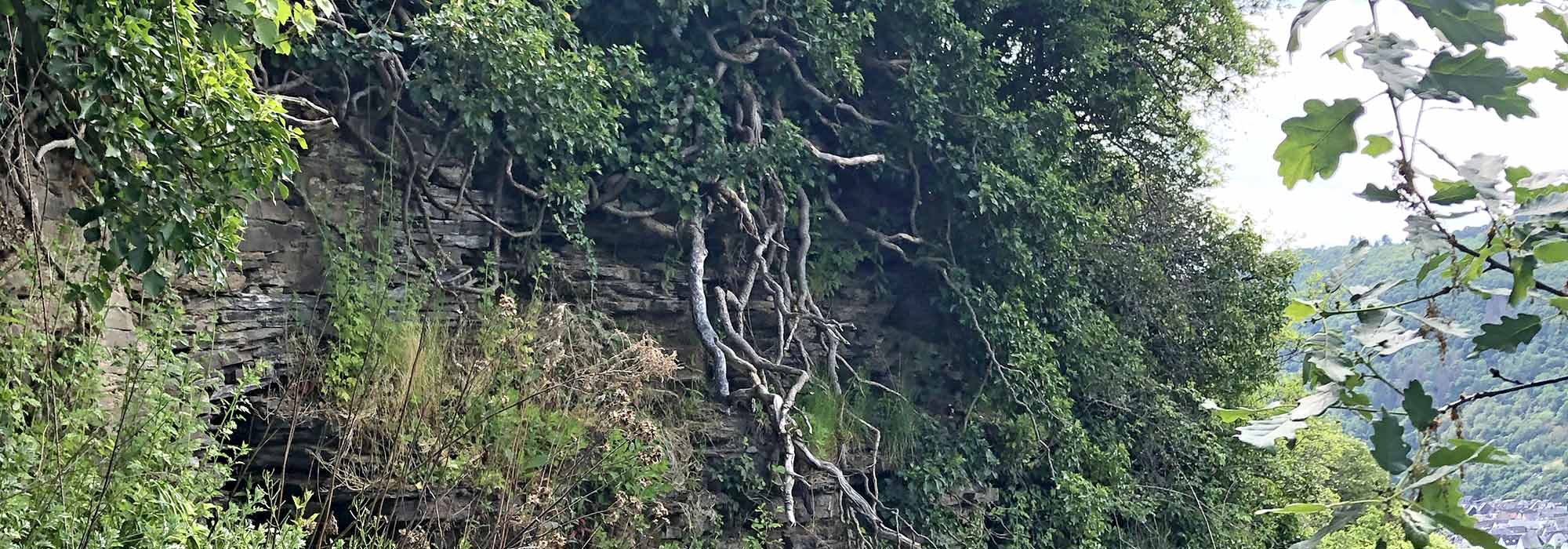 Briedel Mosel Uhusteig